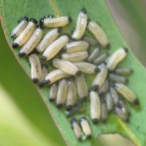 Paropsisterna cloelia at Bruce, ACT - 17 Jan 2024