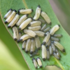 Paropsisterna cloelia at Bruce, ACT - 17 Jan 2024