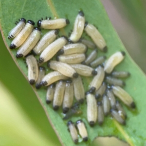 Paropsisterna cloelia at Bruce, ACT - 17 Jan 2024