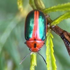 Calomela curtisi (Acacia leaf beetle) at Bruce Ridge - 17 Jan 2024 by Hejor1