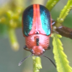 Calomela curtisi at Bruce Ridge - 17 Jan 2024 03:13 PM