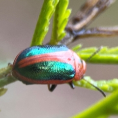 Calomela curtisi at Bruce Ridge - 17 Jan 2024 03:13 PM