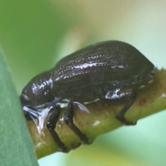 Curculionidae (family) at Bruce Ridge - 17 Jan 2024