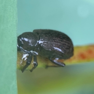 Curculionidae (family) at Bruce Ridge - 17 Jan 2024