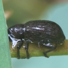 Curculionidae (family) at Bruce Ridge - 17 Jan 2024