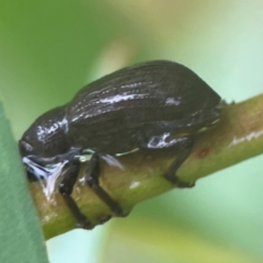 Curculionidae (family) at Bruce Ridge - 17 Jan 2024