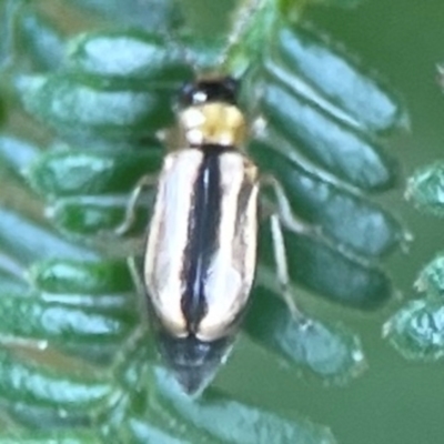 Monolepta froggatti (Leaf beetle) at Bruce, ACT - 17 Jan 2024 by Hejor1