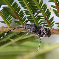 Ancita sp. (genus) at Bruce Ridge - 17 Jan 2024