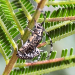 Ancita sp. (genus) at Bruce Ridge - 17 Jan 2024