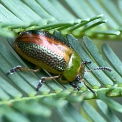Calomela parilis (Leaf beetle) at Bruce Ridge - 17 Jan 2024 by Hejor1