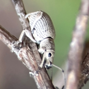 Merimnetes oblongus at Bruce Ridge to Gossan Hill - 17 Jan 2024 04:45 PM