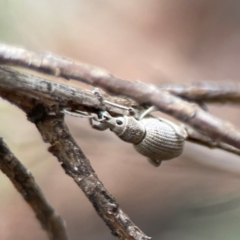 Merimnetes oblongus at Bruce Ridge to Gossan Hill - 17 Jan 2024 04:45 PM