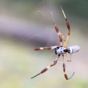 Trichonephila edulis at Bruce, ACT - 17 Jan 2024