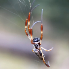 Trichonephila edulis at Bruce, ACT - 17 Jan 2024