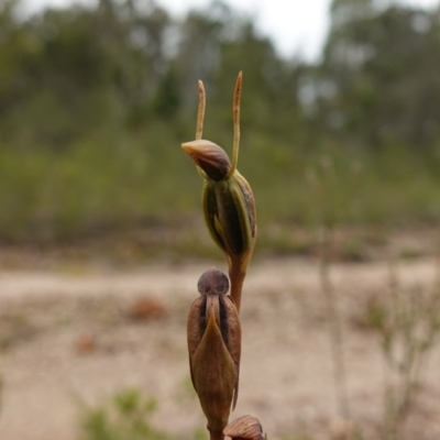 Orthoceras strictum (Horned Orchid) at Mundamia, NSW - 16 Jan 2024 by RobG1