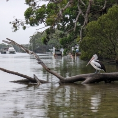 Pelecanus conspicillatus (Australian Pelican) at Jervis Bay Marine Park - 17 Jan 2024 by AniseStar