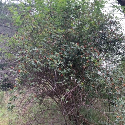 Rosa canina (Dog Rose) at Tuggeranong Creek to Monash Grassland - 13 Jan 2024 by MattS