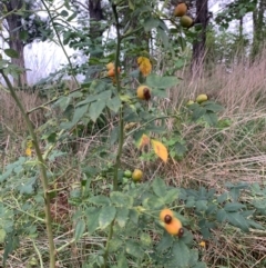 Rosa canina at Tuggeranong Creek to Monash Grassland - 14 Jan 2024 07:27 AM