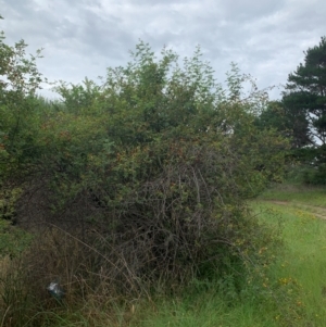 Rosa canina at Tuggeranong Creek to Monash Grassland - 14 Jan 2024 07:27 AM