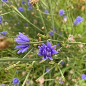 Cichorium intybus at Tuggeranong Creek to Monash Grassland - 14 Jan 2024