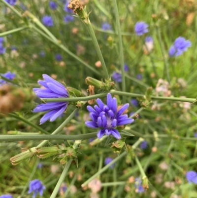 Cichorium intybus (Chicory) at Tuggeranong Creek to Monash Grassland - 14 Jan 2024 by MattS