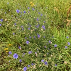 Cichorium intybus at Tuggeranong Creek to Monash Grassland - 14 Jan 2024