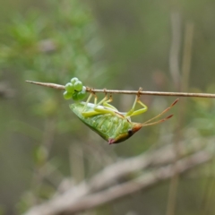 Cuspicona sp. (genus) (Shield bug) at Mundamia, NSW - 16 Jan 2024 by RobG1