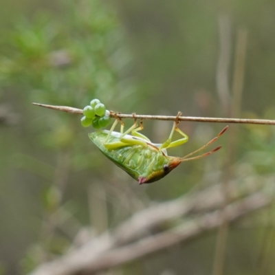 Cuspicona sp. (genus) (Shield bug) at Mundamia, NSW - 16 Jan 2024 by RobG1