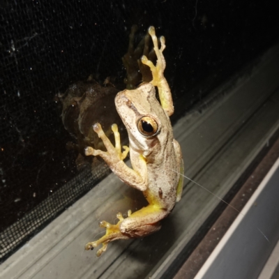 Litoria jervisiensis (Jervis Bay Tree Frog) at Vincentia, NSW - 16 Jan 2024 by RobG1