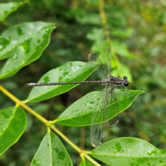 Austroargiolestes icteromelas (Common Flatwing) at QPRC LGA - 16 Jan 2024 by MatthewFrawley