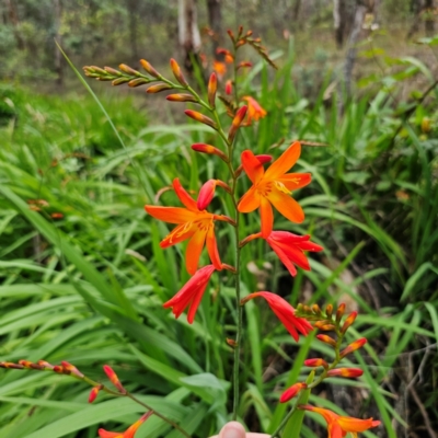 Crocosmia x crocosmiiflora (Montbretia) at QPRC LGA - 17 Jan 2024 by Csteele4