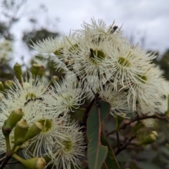 Corymbia gummifera (Red Bloodwood) at Beecroft Peninsula, NSW - 16 Jan 2024 by WalterEgo