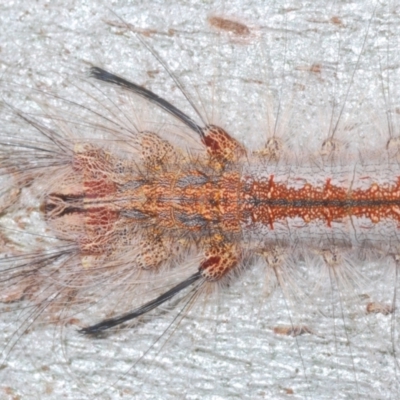 Lasiocampidae (family) IMMATURE (ALappet or Snout Moth (Lasiocampidae) at Mount Taylor - 14 Jan 2024 by Harrisi