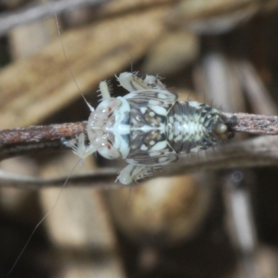 Cicadellidae (family) (Unidentified leafhopper) at Kambah, ACT - 15 Jan 2024 by Harrisi