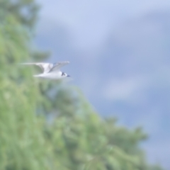 Chlidonias leucopterus (White-winged Black Tern) at Fyshwick Sewerage Treatment Plant - 17 Jan 2024 by rawshorty