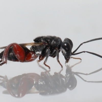 Chalcididae (family) at  - suppressed by TimL