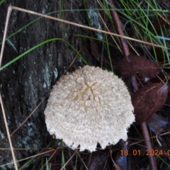 Unidentified Fungus at Oakdale, NSW - 17 Jan 2024 by bufferzone