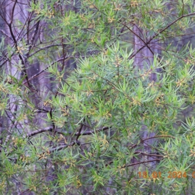 Persoonia mollis subsp. ledifolia at Undefined Area - 17 Jan 2024 by bufferzone