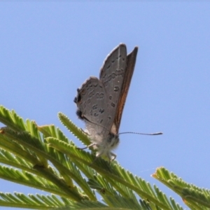 Acrodipsas aurata at Mount Ainslie - suppressed