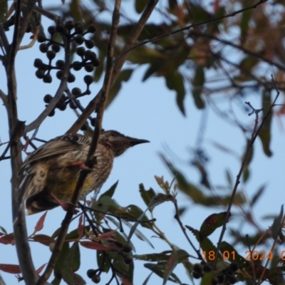 Anthochaera carunculata (Red Wattlebird) at Wollondilly Local Government Area - 17 Jan 2024 by bufferzone