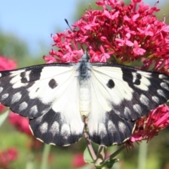 Delias aganippe (Spotted Jezebel) at Hackett, ACT - 11 Jan 2024 by DavidForrester