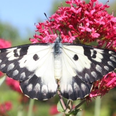 Delias aganippe (Spotted Jezebel) at Hackett, ACT - 11 Jan 2024 by DavidForrester