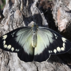 Delias harpalyce (Imperial Jezebel) at Mount Ainslie - 25 Sep 2023 by DavidForrester