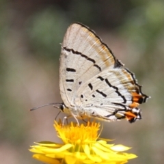 Jalmenus evagoras (Imperial Hairstreak) at Mount Ainslie - 6 Jan 2024 by DavidForrester