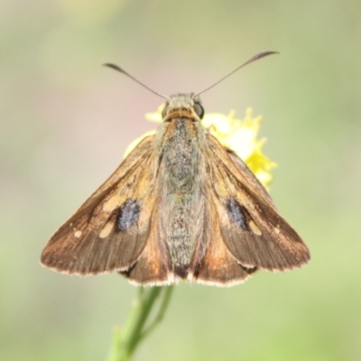 Timoconia flammeata (Bright Shield-skipper) at Mount Ainslie - 3 Jan 2024 by DavidForrester