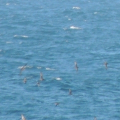 Ardenna tenuirostris (Short-tailed Shearwater, Muttonbird) at Merimbula, NSW - 10 Oct 2023 by michaelb