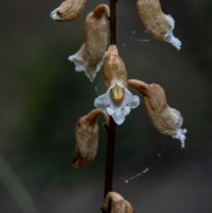 Gastrodia sp. at Namadgi National Park - suppressed