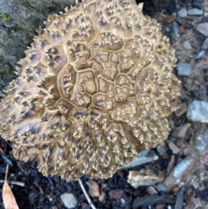 Boletellus sp. (genus) at Bruce Ridge - 17 Jan 2024