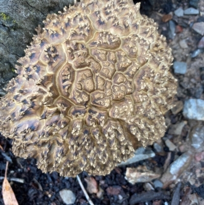 Boletellus sp. (genus) (A Bolete) at Bruce Ridge to Gossan Hill - 17 Jan 2024 by lyndallh