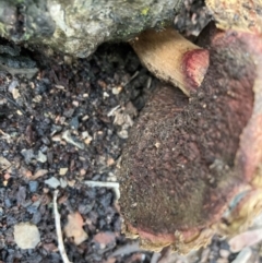 Boletellus sp. (genus) at Bruce Ridge - 17 Jan 2024